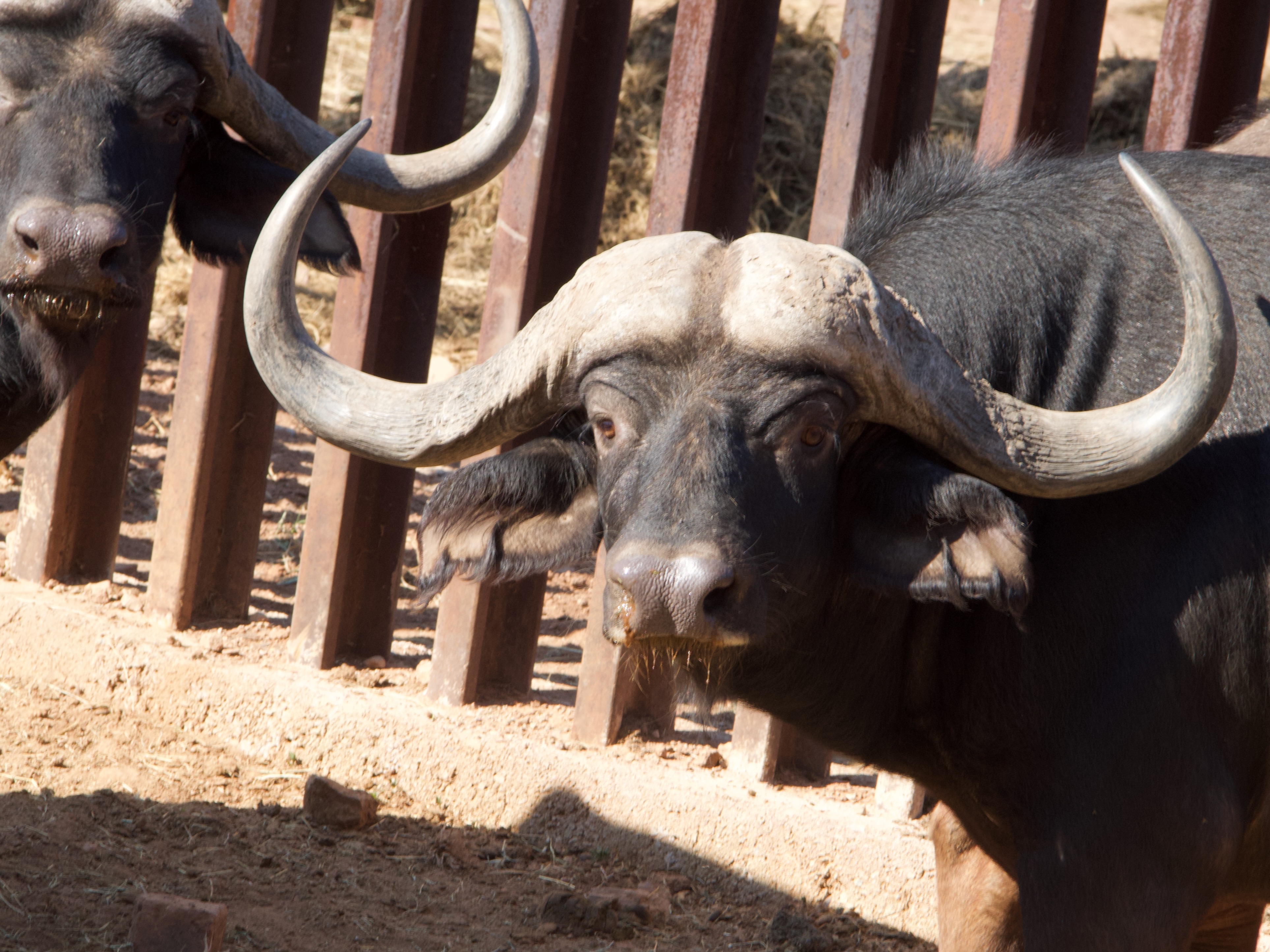 43 2/8" Buffalo bull 